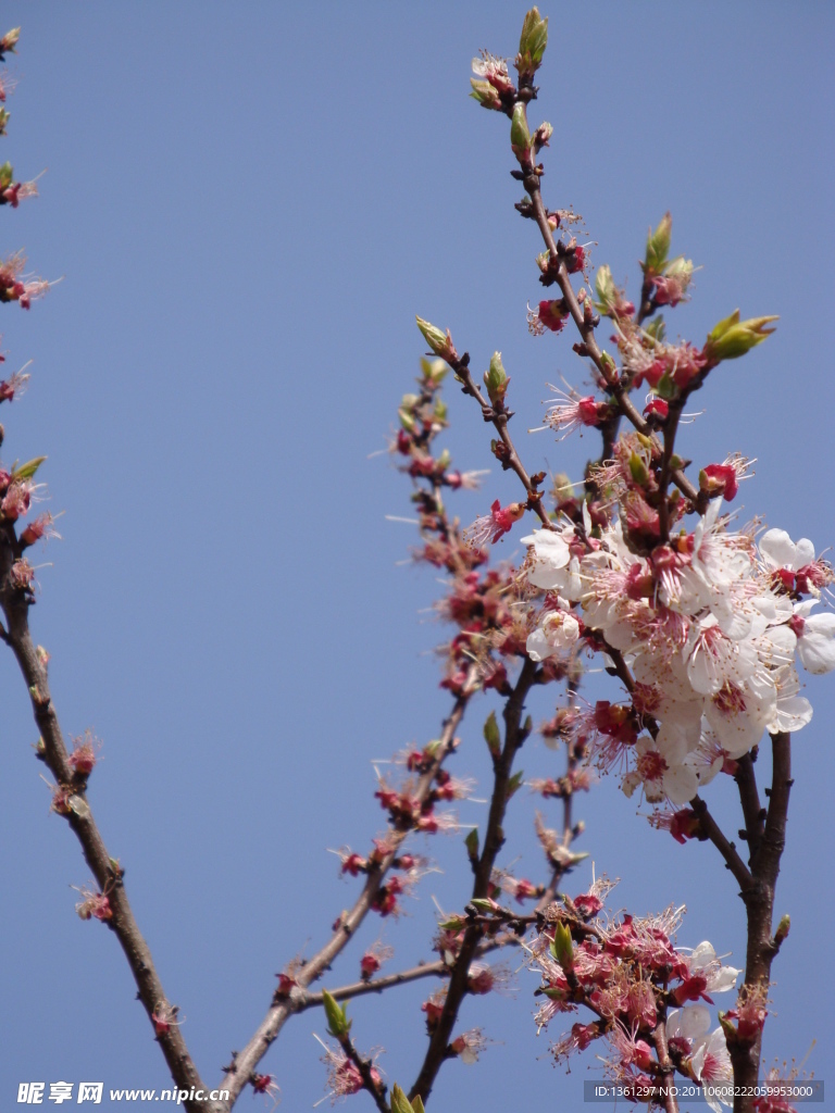 秦岭桃花