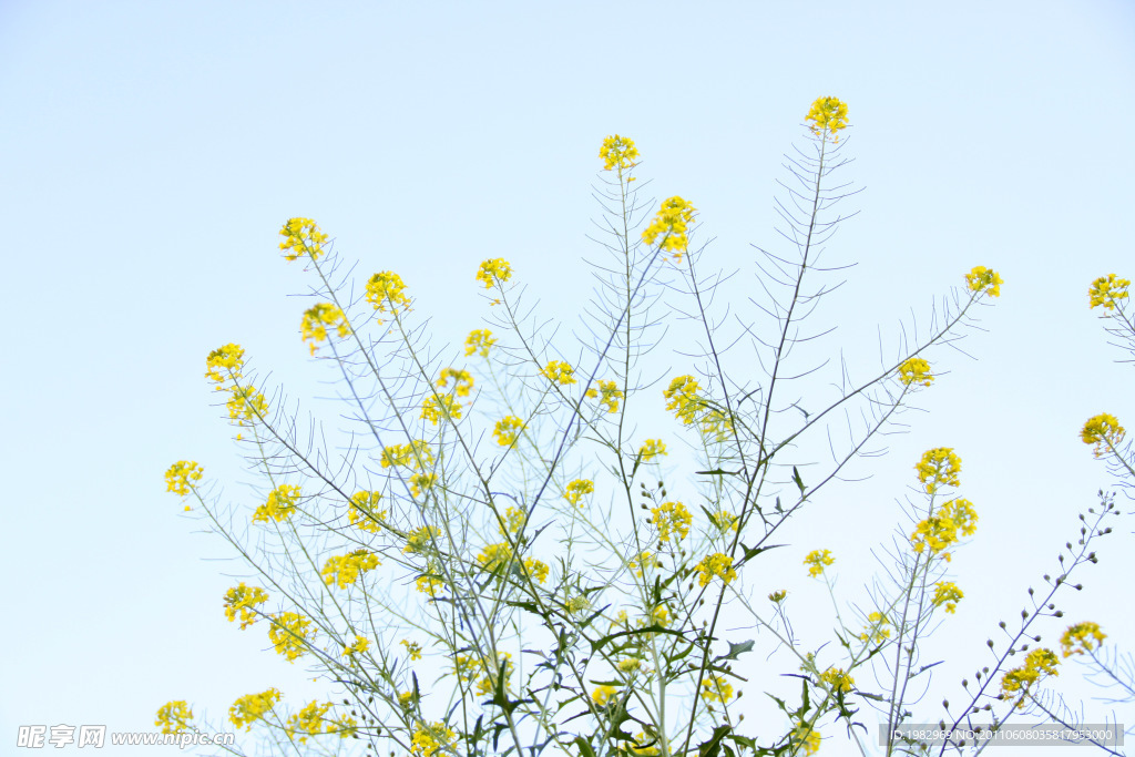 油菜花