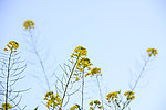 油菜花