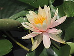 睡莲