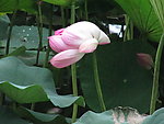 莲花