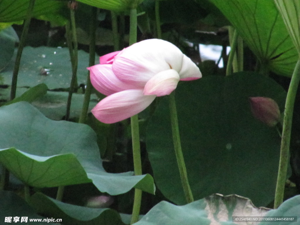 莲花