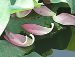 落花流水