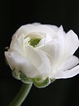白色牡丹花蕾