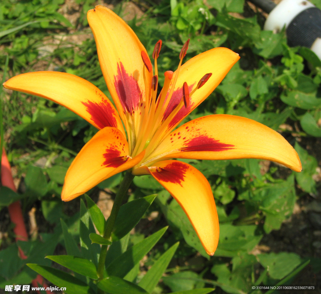 黄色百合花