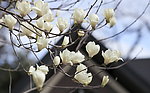 白色木兰花