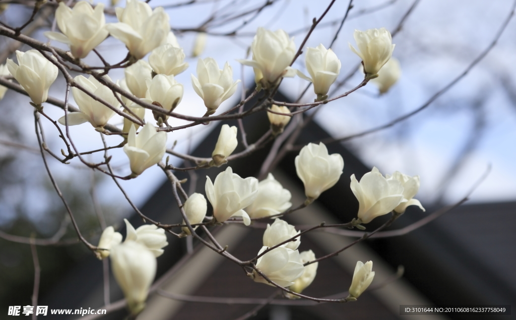白色木兰花