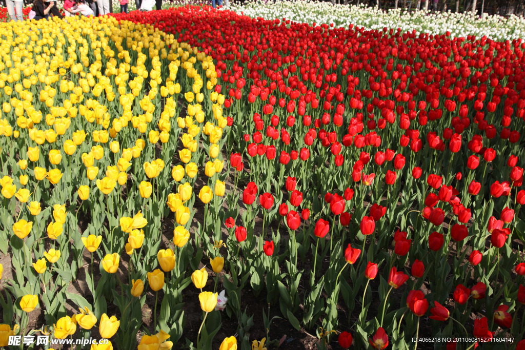 郁金香花