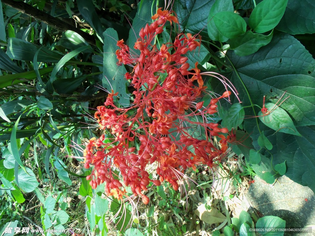 彼岸花
