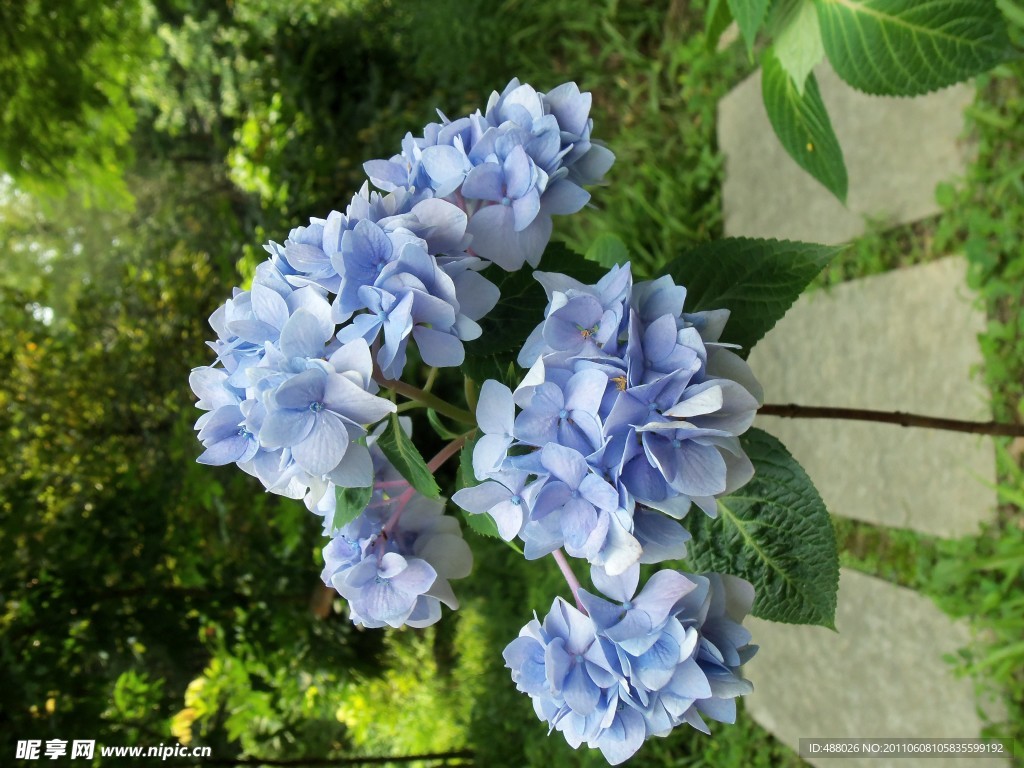 绣球花
