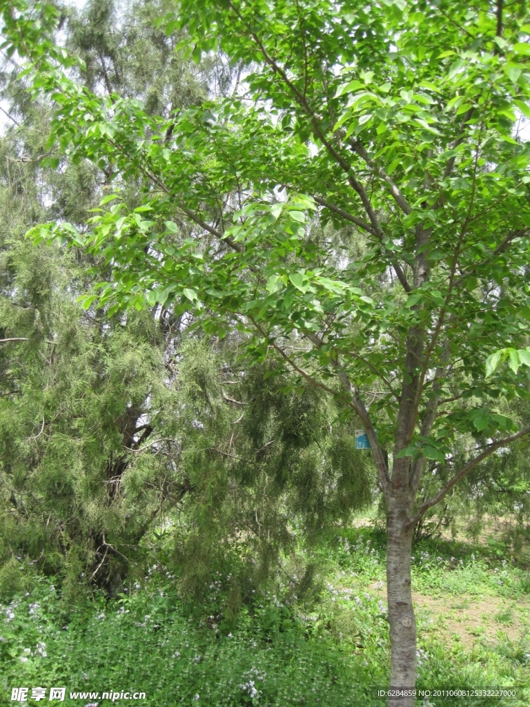 绿树