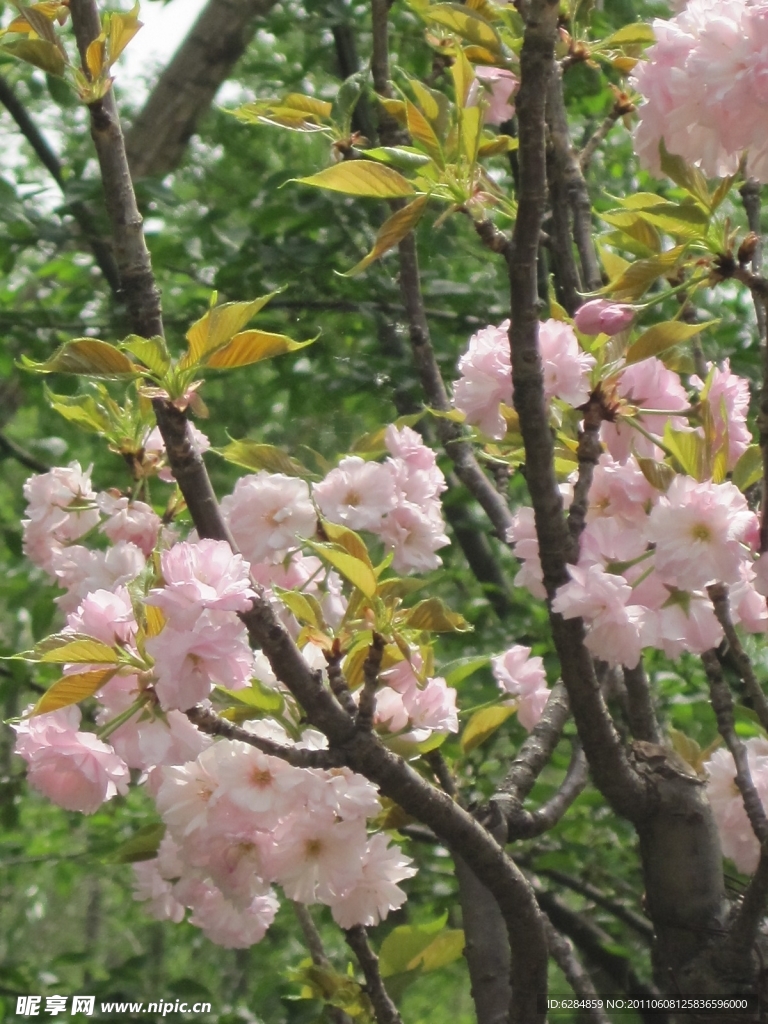 樱花
