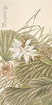 国画工笔荷花花鸟