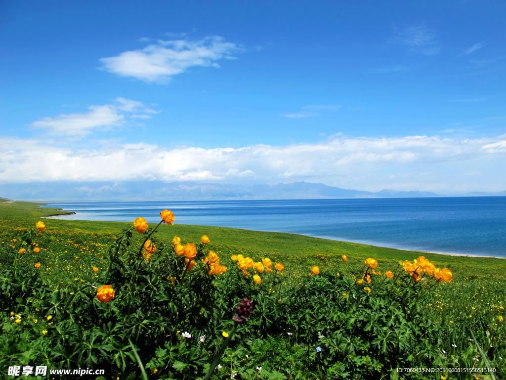 花儿 大海