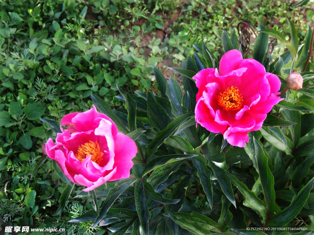 茶花
