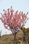 满山樱花