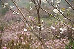 满山樱花