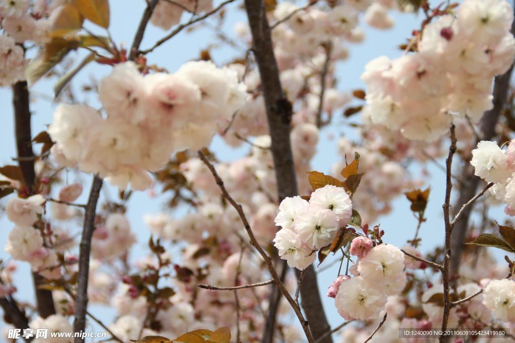 满山樱花