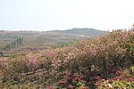 满山樱花