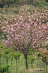 樱花树