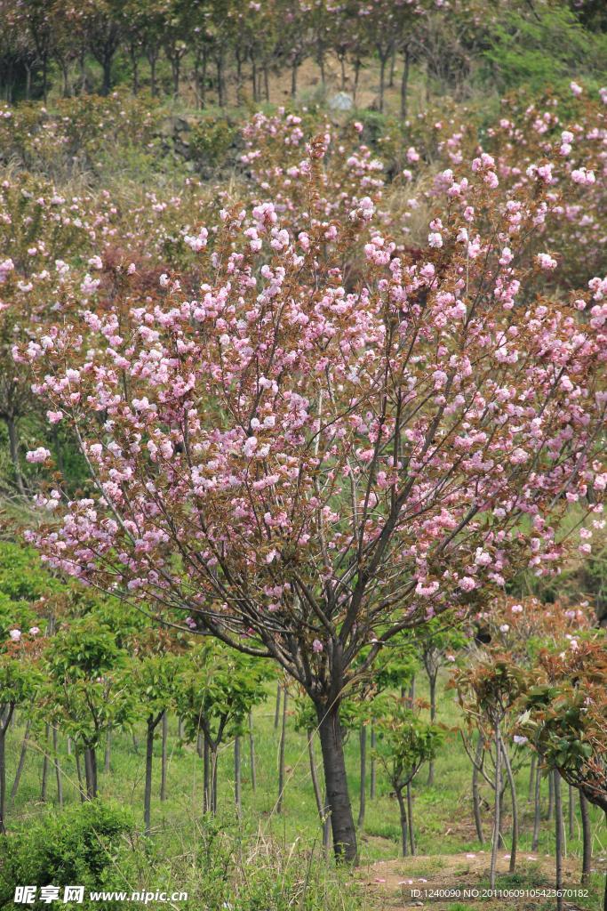 樱花树