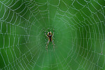 蜘蛛和网