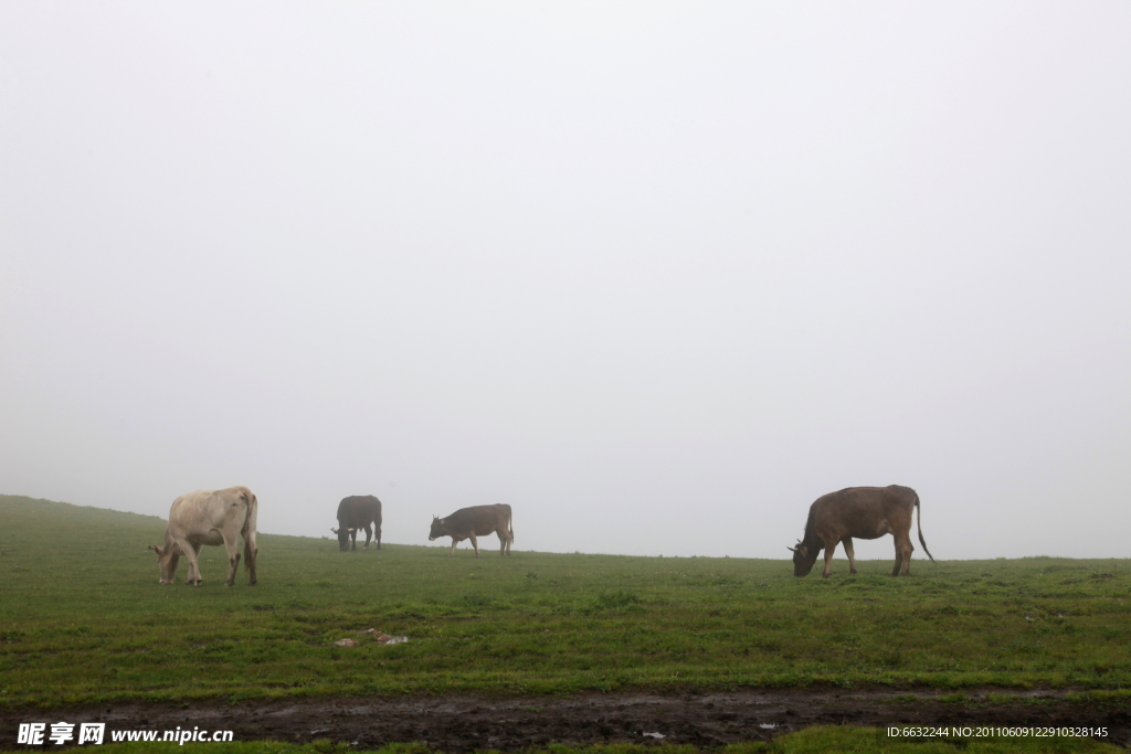 雾里的牛群