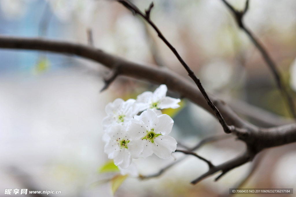 梨树梨花