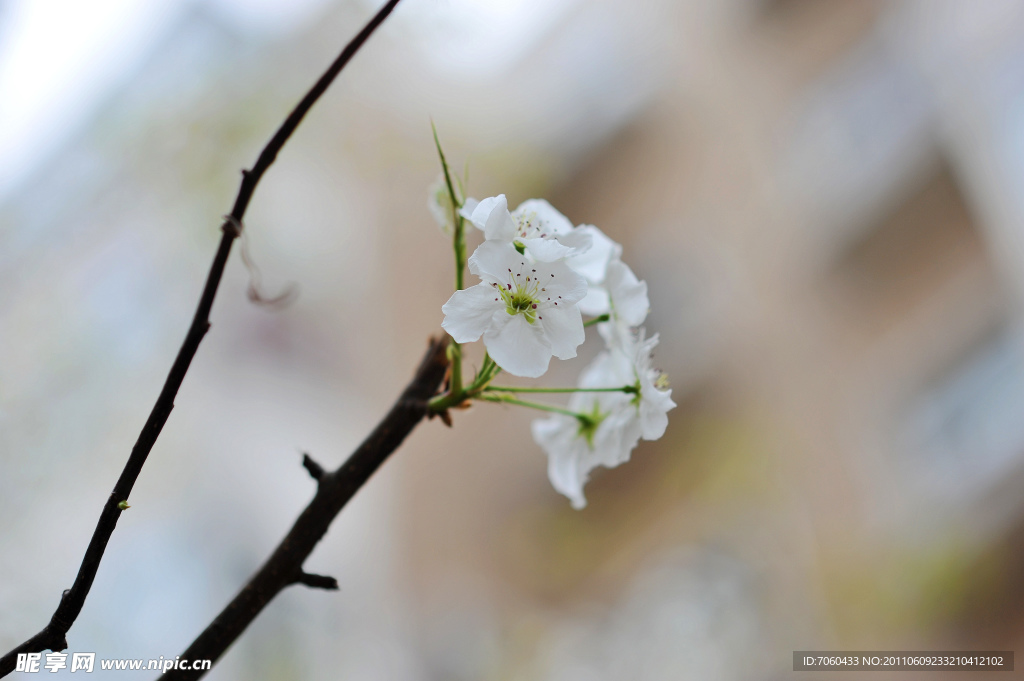 梨花