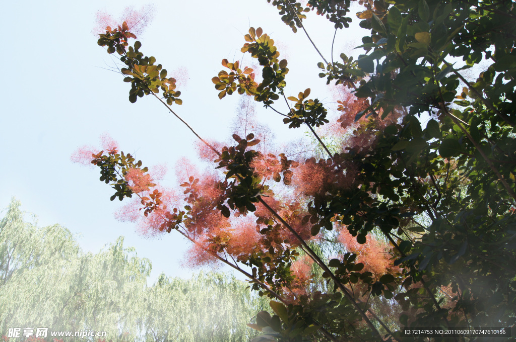 芙蓉花