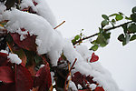 雪落红叶