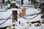 雪中小狗