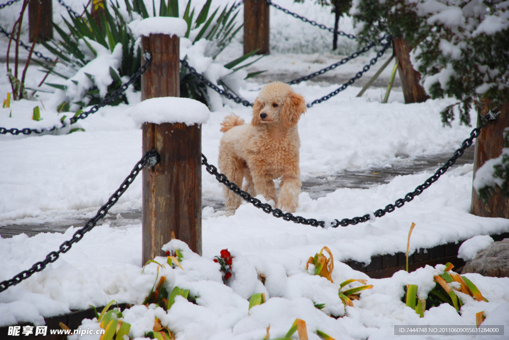 雪中小狗