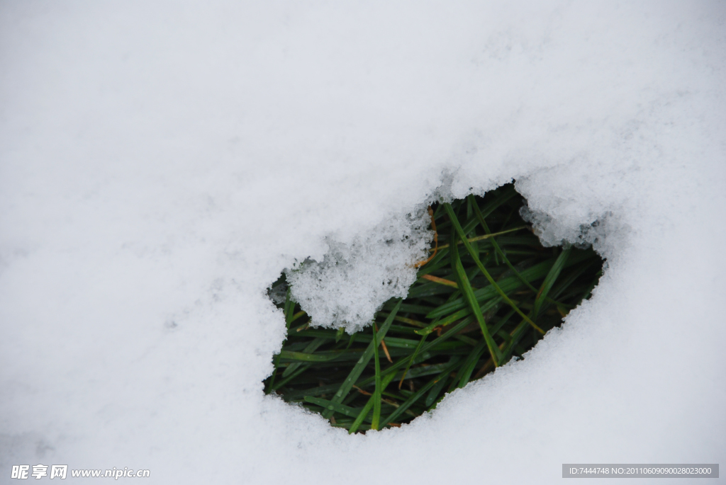 雪中一丛绿
