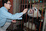 给大熊猫喂食