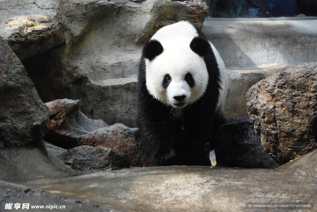 山水间的大熊猫