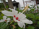 扶桑花
