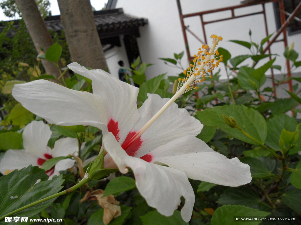 扶桑花