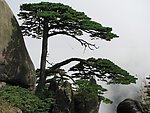 黄山迎客松
