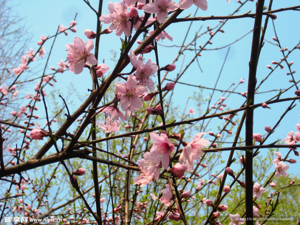 桃花