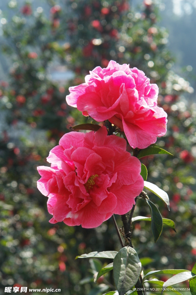 茶花