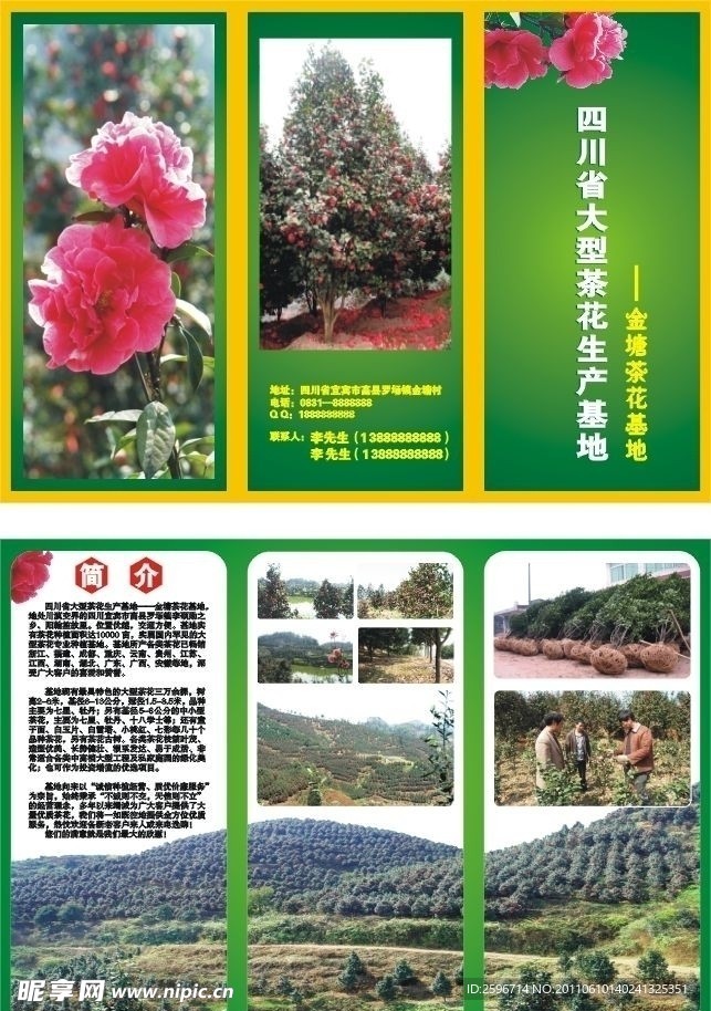 茶花DM单三折页