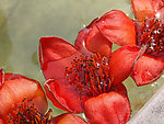 木棉花