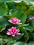 睡莲 （非高清）