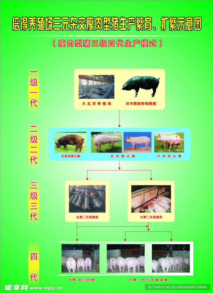 养猪场扩繁示意图