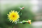 苦菜花