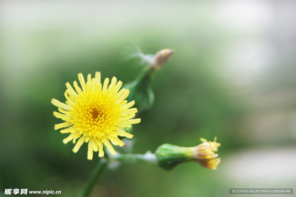 苦菜花