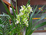 兰花