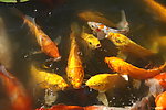 群鱼戏水
