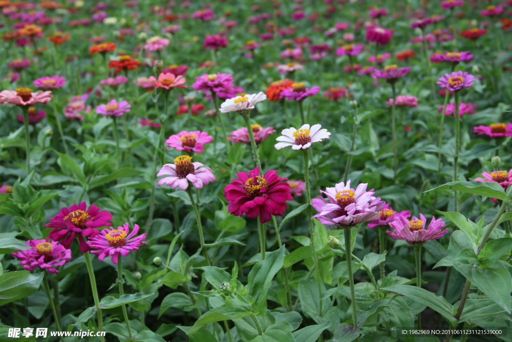 非洲菊